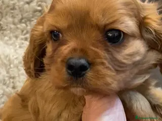 Cavalier King cani Cavalier king Rubin con pedigree - Annuncio 1