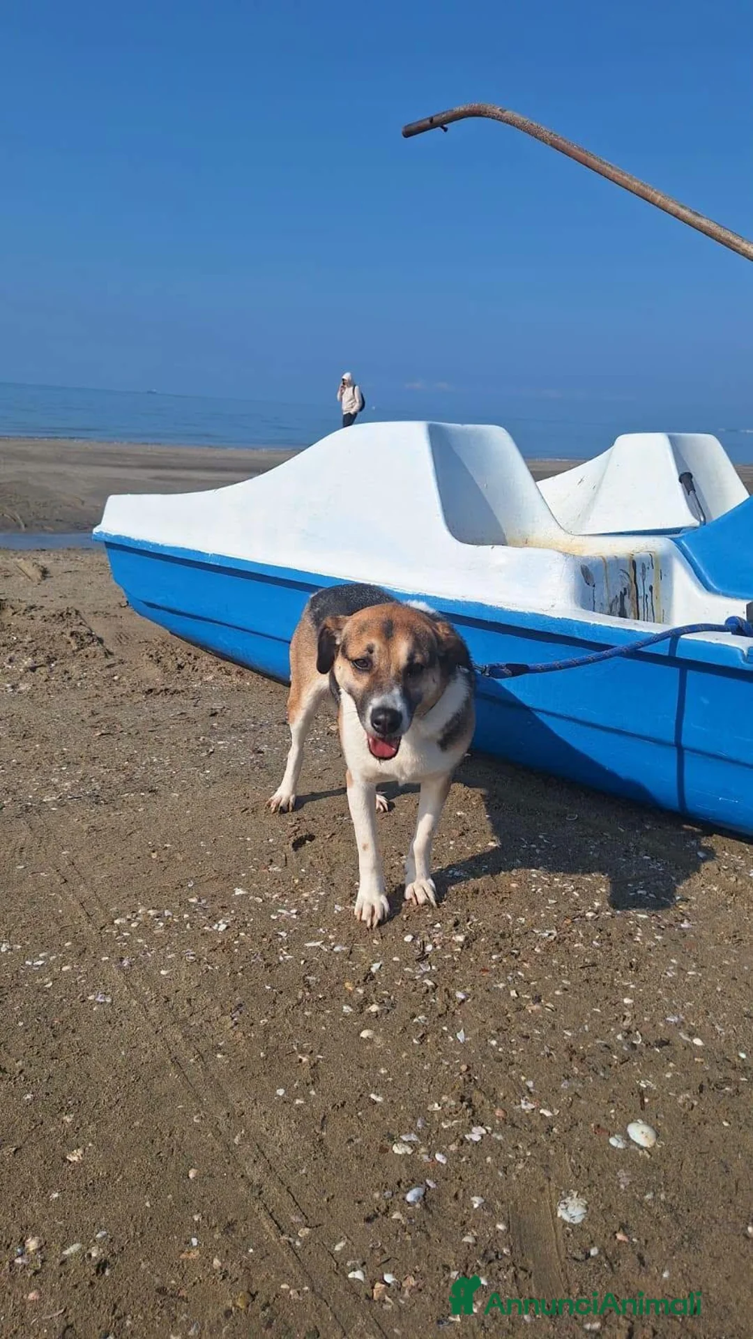 Meticcio cani in regalo: Meravigliosa Lilù  a Città metropolitana di Milano - Annuncio 2