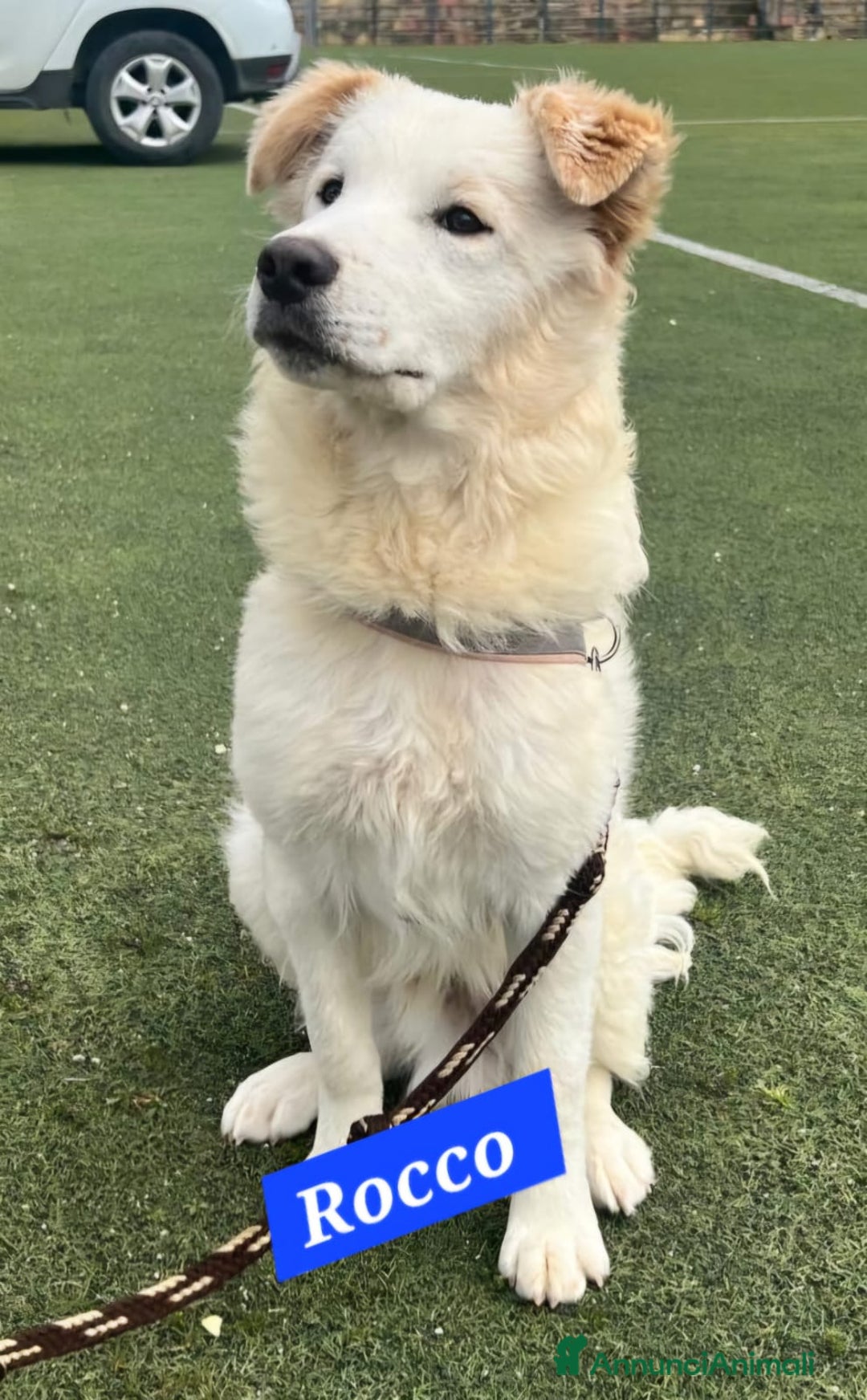 Meticcio cani in regalo:  9mesi tg media gli altri cani lo aggrediscono!!! a Città metropolitana di Milano - Annuncio 3