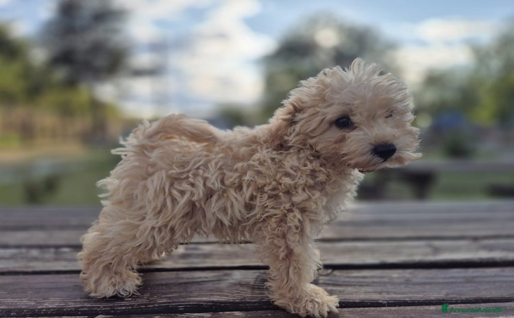Barboncino Toy cani a Provincia di Avellino - Annuncio 7