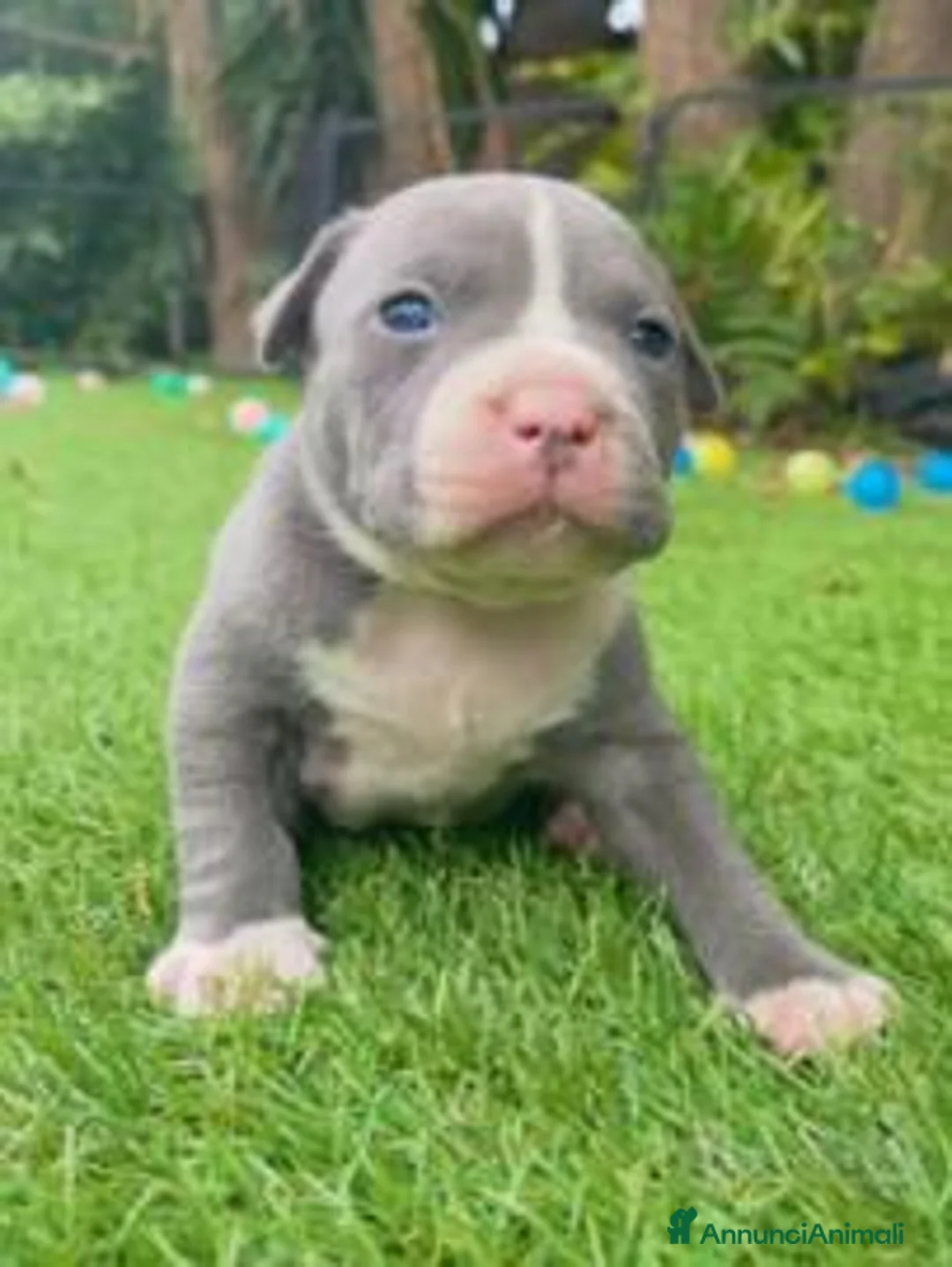 American Bully cani in vendita: Cuccioli American Bully  - Annuncio 2
