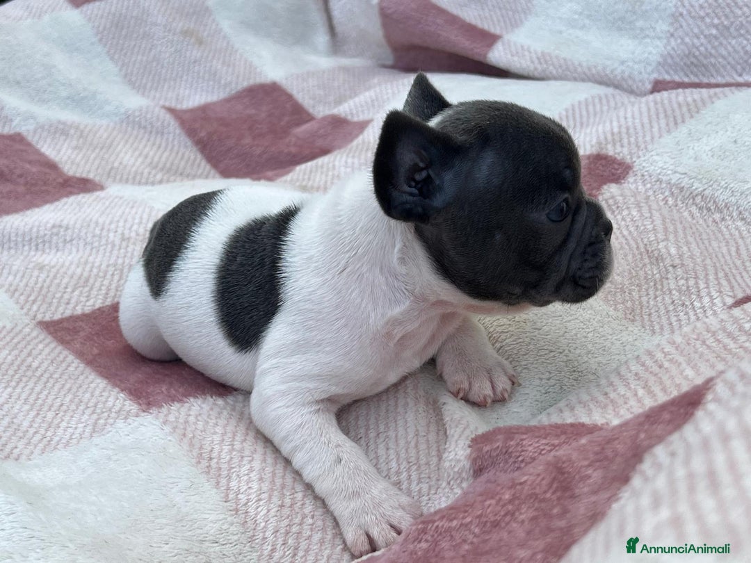 Bulldog Francese cani in vendita: Cuccioli bulldog francese esotici blu - Annuncio 15