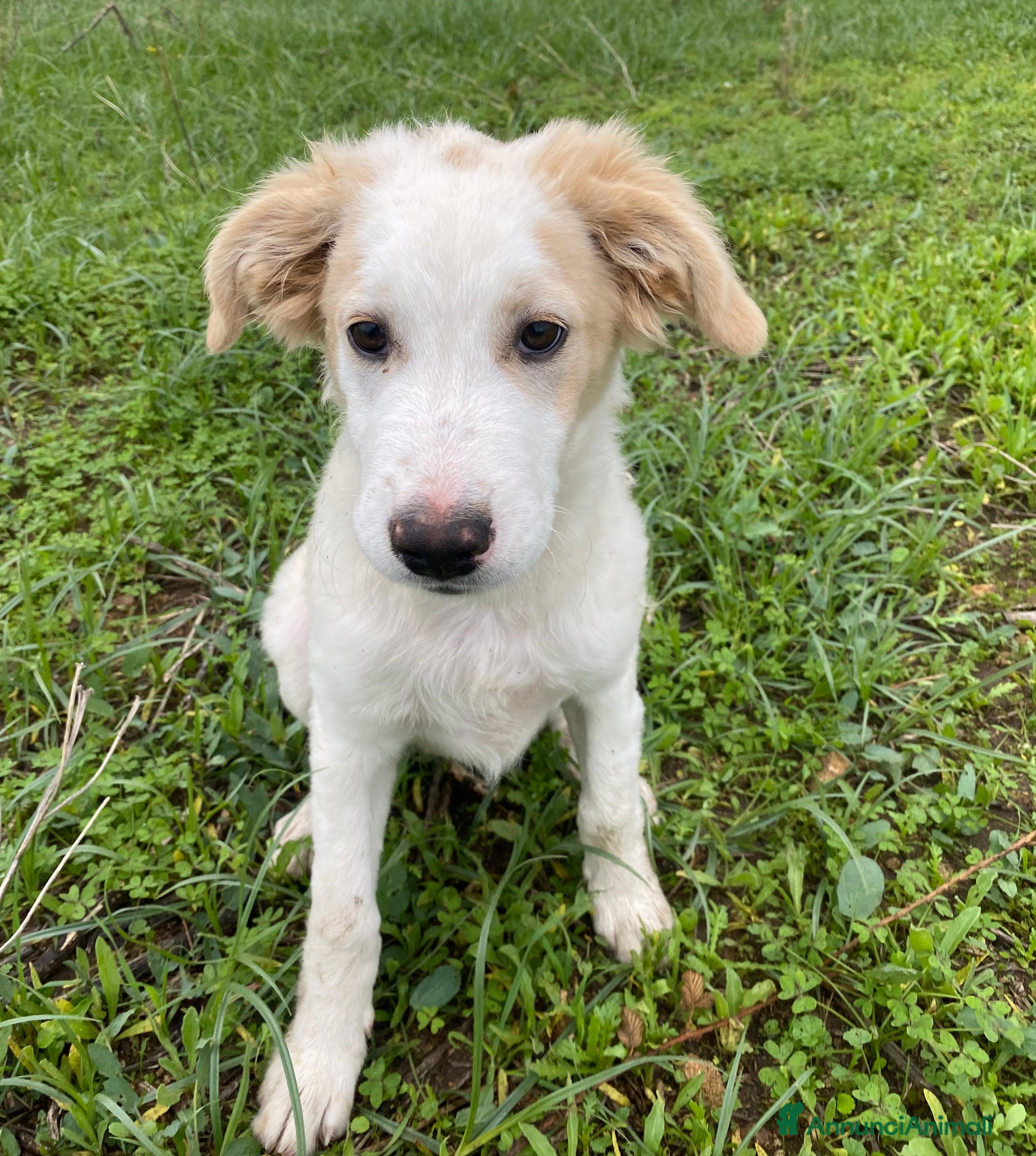 Meticcio cani Fuffy cucciolo adorabile - Annuncio 42