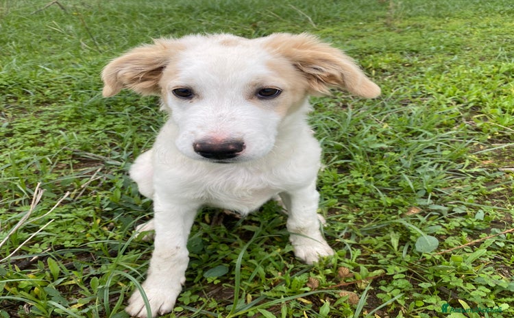 Meticcio cani Fuffy cucciolo adorabile - Annuncio 1