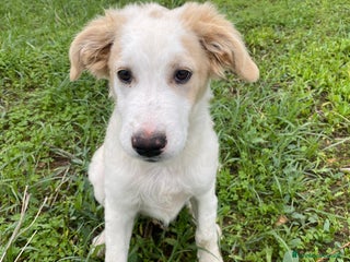 Meticcio cani in regalo: Fuffy cucciolo adorabile - Annuncio 1