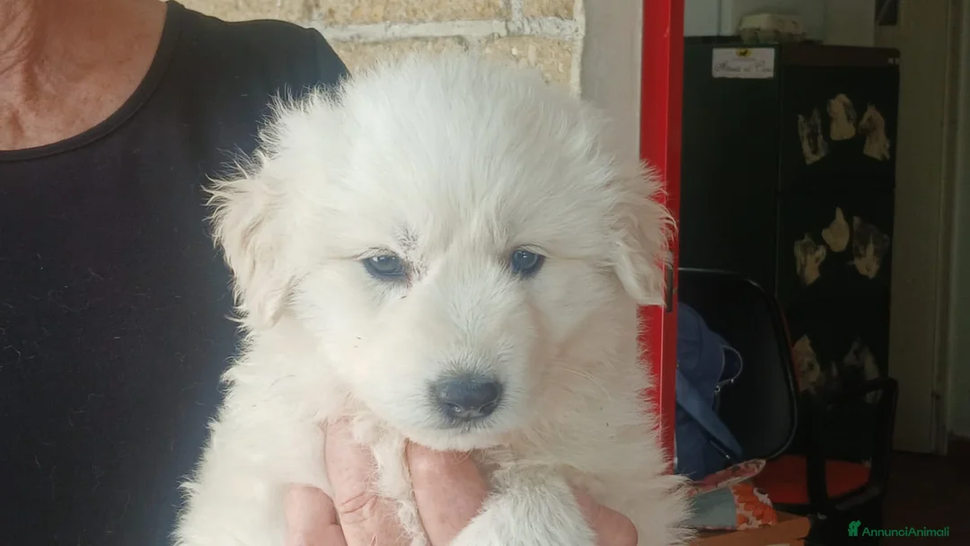 Meticcio cani in regalo: NEVE SPLENDIDA CUCCIOLA IN CERCA D'AMORE - Annuncio 4