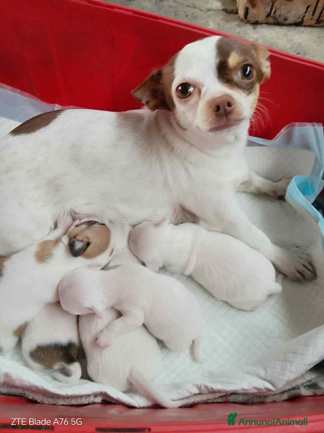 Chihuahua cani in vendita: Cuccioli di chihuahua pelo corto - Annuncio 5