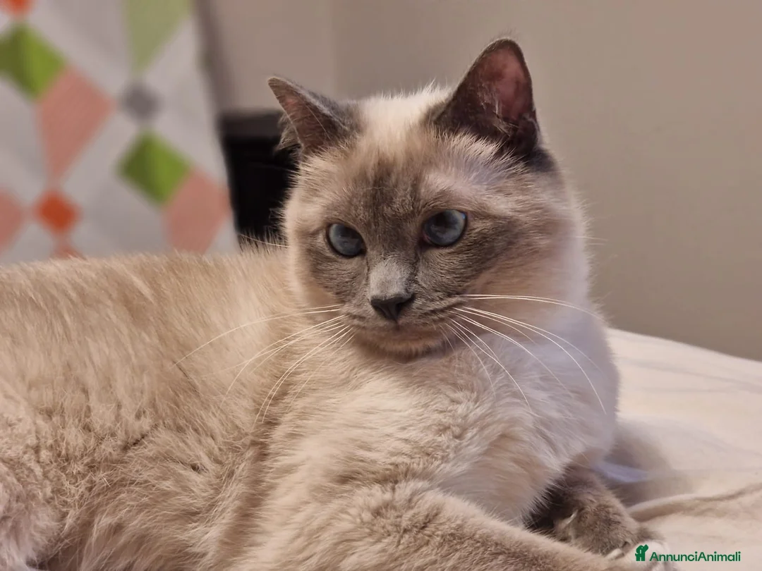Sacro di Birmania gatti in vendita: Disponibili gattini Sacro di Birmania a Provincia di Brescia - Annuncio 7