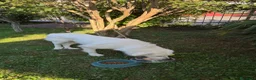 Pastore Abbruzzese Maremmano cani in vendita: Pastore abruzzese maremmano a Provincia di Bergamo - Annuncio 3
