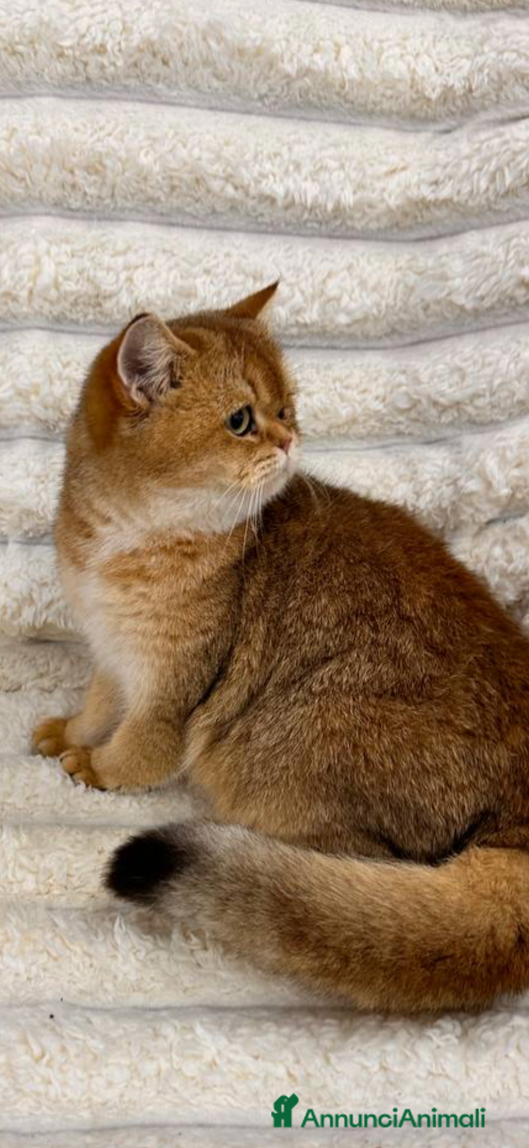 Scottish gatti in vendita: Scottish straight gold - Annuncio 4