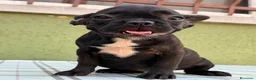 Bulldog Francese cani in vendita: Bulldog francese con Pedigree Enci  - Annuncio 8