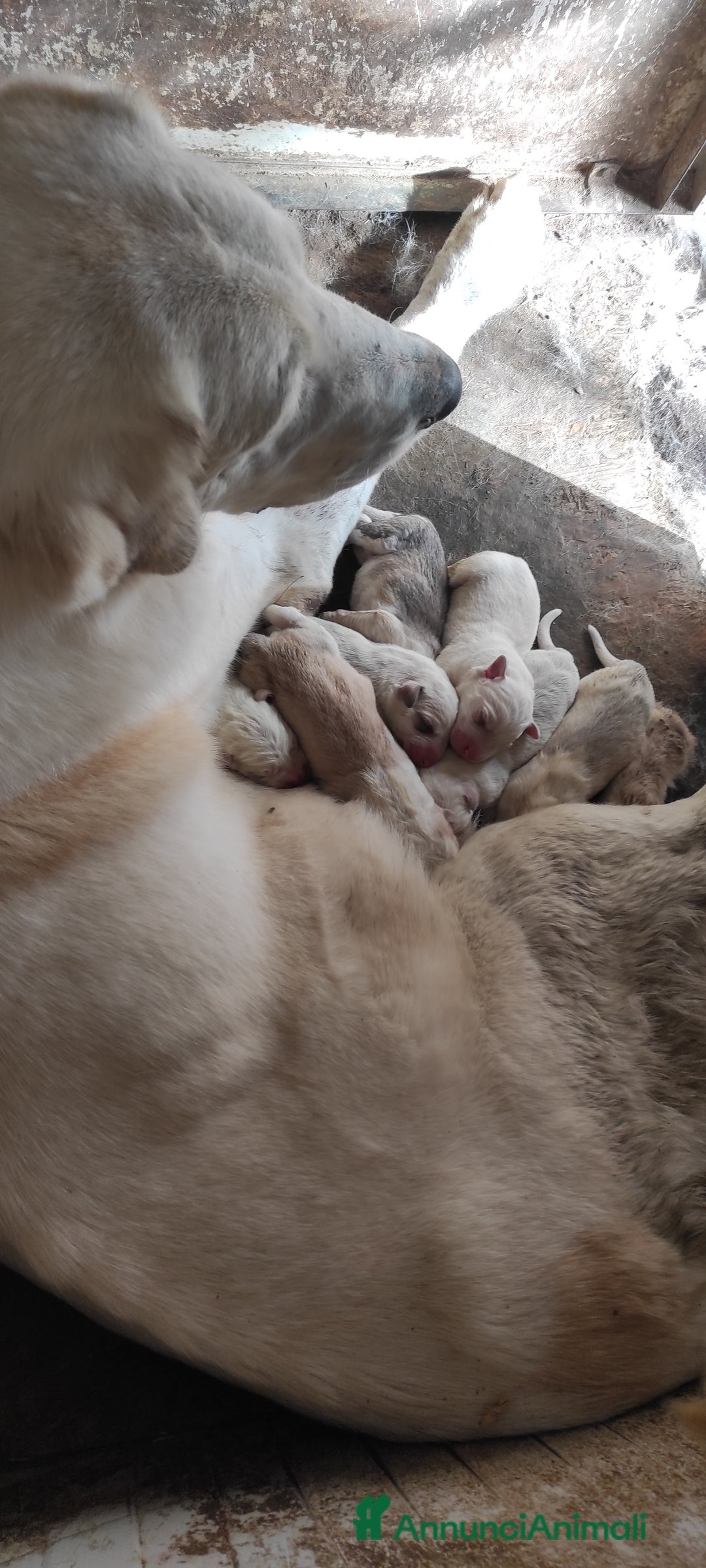 Pastore Asia Centrale cani in vendita: Pastore Asia Centrale  - Annuncio 2