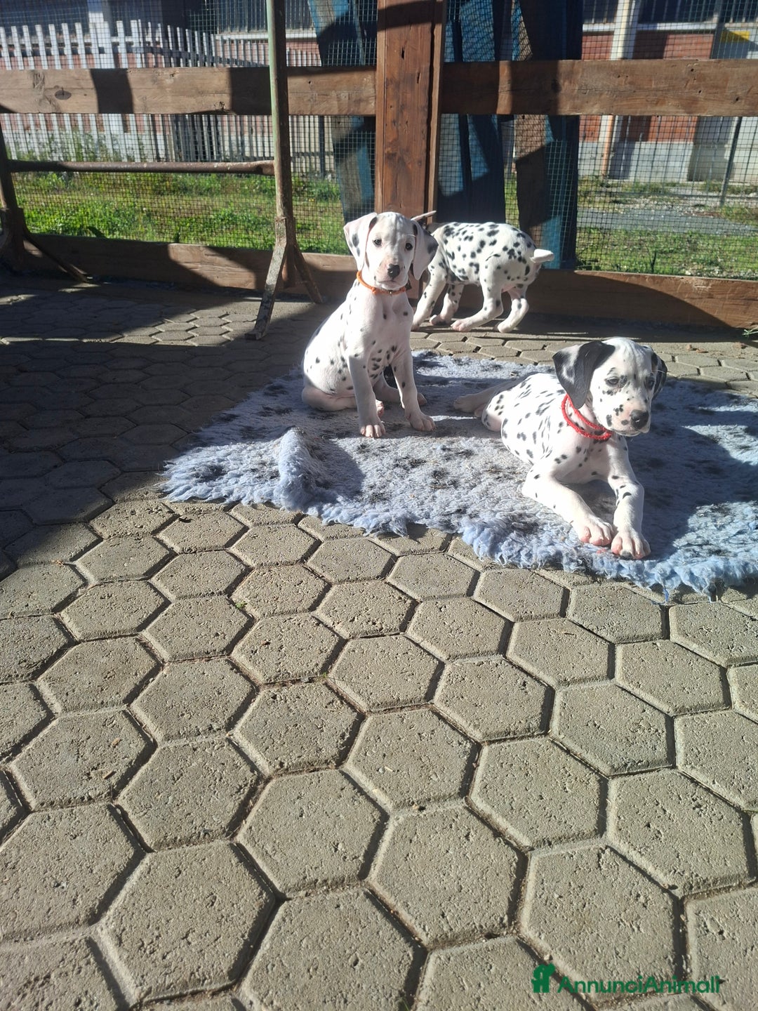 Dalmata cani in vendita: Cucciola dalmata con pedigree  - Annuncio 5