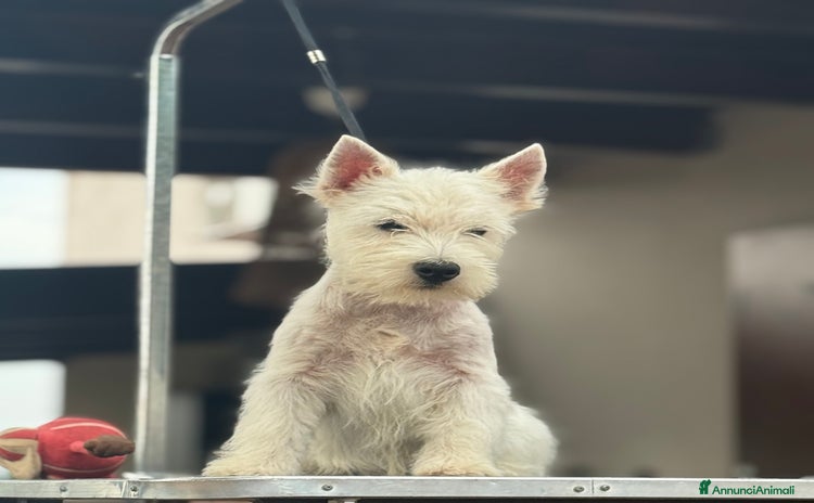 West Highland cani in vendita a Città Metropolitana di Napoli - Annuncio 1