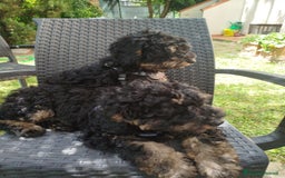 Barboncino cani in vendita: barboncini Phantom  - Immagine 2