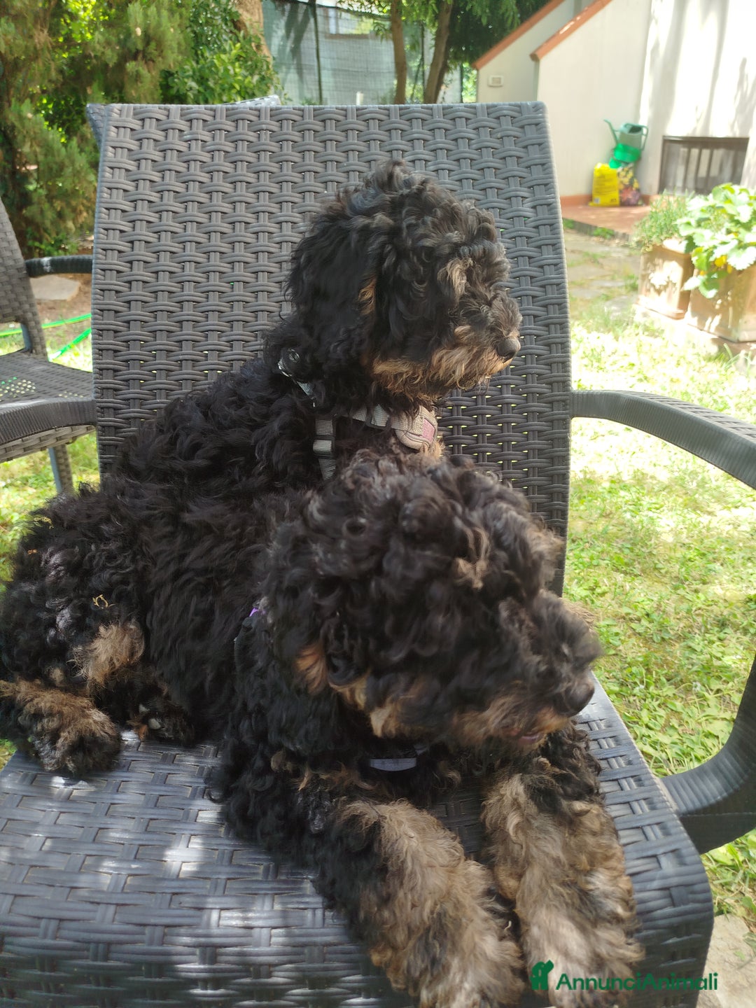 Barboncino cani in vendita: barboncini Phantom  - Immagine 2