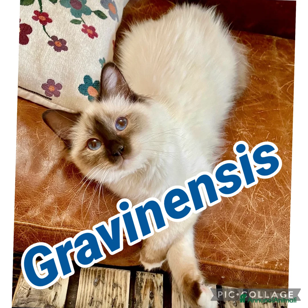 Sacro di Birmania gatti in vendita: 🐾 Cucciolo di Sacro di Birmania disponibile - Annuncio 5