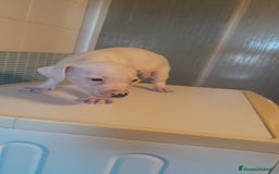 Pitbull cani in vendita: CUCCIOLI DI PITBULL a Provincia di Viterbo - Immagine 11