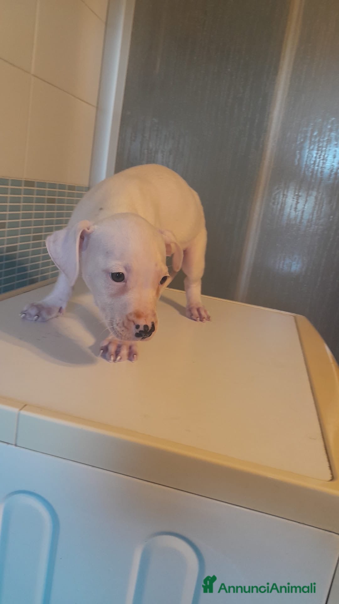 Pitbull cani in vendita: CUCCIOLI DI PITBULL a Provincia di Viterbo - Immagine 11