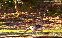 Bulldog Francese cani in vendita: Femmina bringee bouledogue francese  - Immagine 10