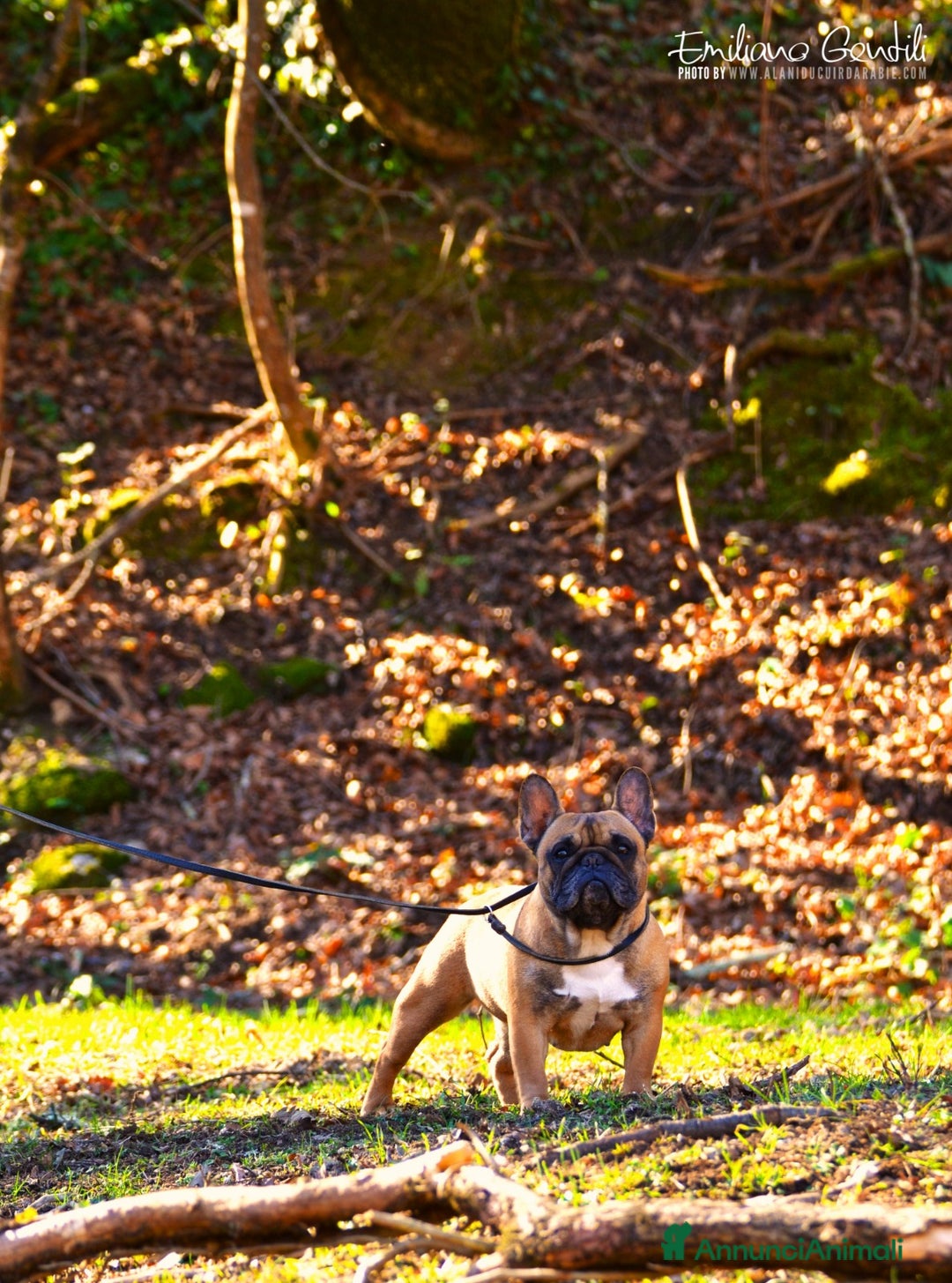 Bulldog Francese cani in vendita: Femmina bringee bouledogue francese  - Immagine 10