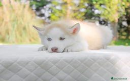 Husky cani in vendita: Cuccioli di Siberian Husky  a Provincia di Pavia - Immagine 3