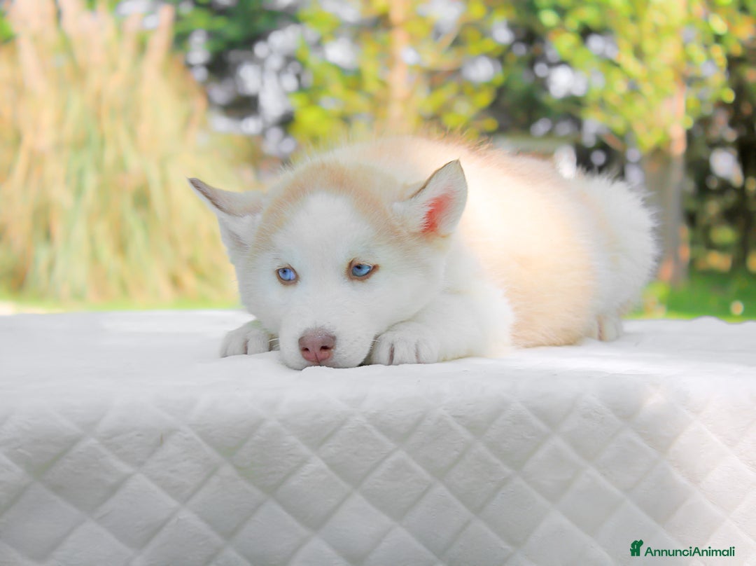 Husky cani in vendita: Cuccioli di Siberian Husky  a Provincia di Pavia - Immagine 3