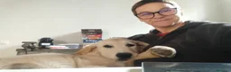 Golden Retriever cani in vendita: Cucciolo maschio Golden retriever  - Annuncio 3