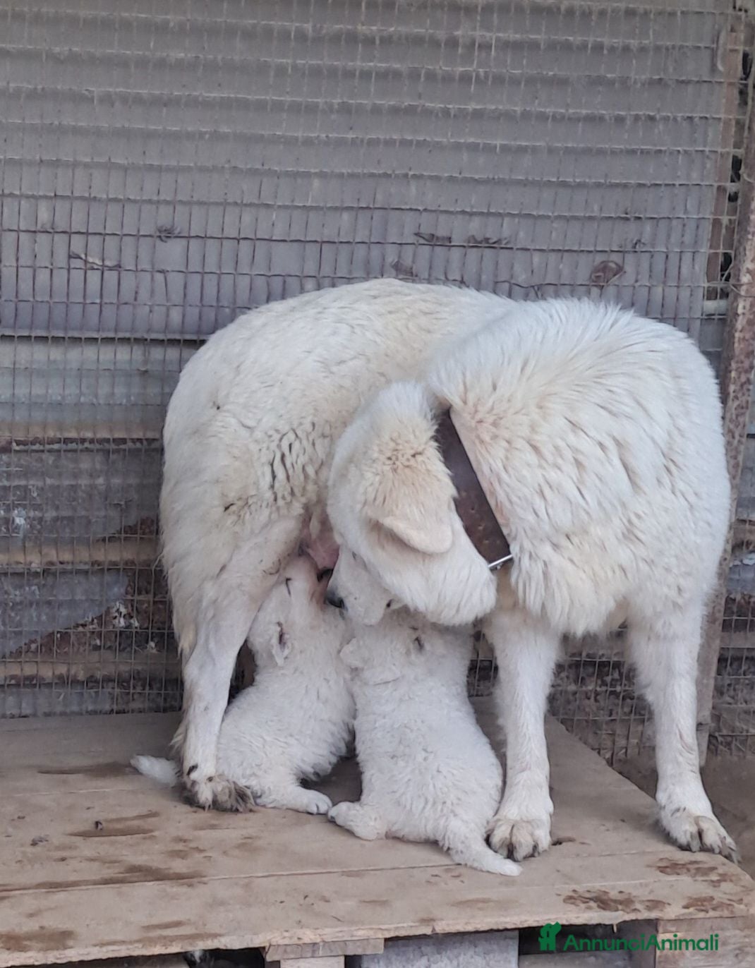 Pastore Abbruzzese Maremmano cani Cuccioli di pastore Abruzzese Maremmano  - Annuncio 7