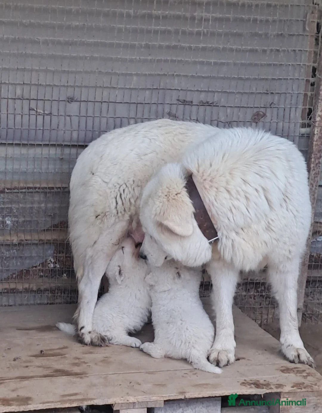 Pastore Abbruzzese Maremmano cani in vendita: Cuccioli di pastore Abruzzese Maremmano  - Annuncio 1