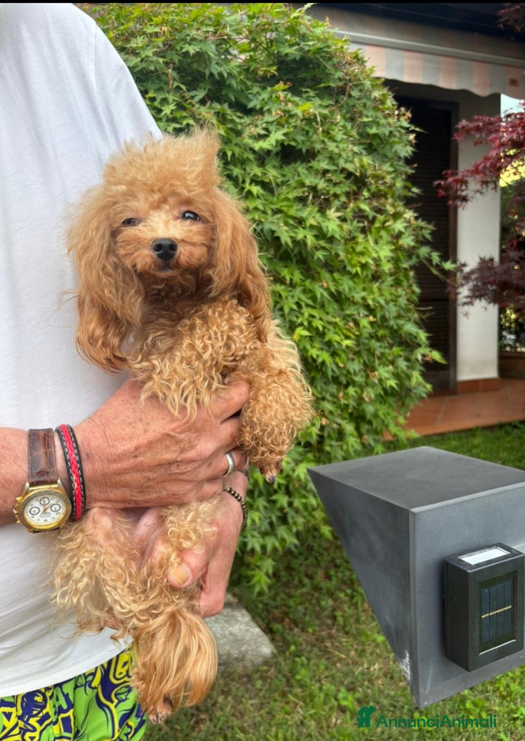 Barboncino cani in vendita: Barboncina mini toy - Annuncio 4