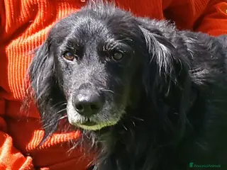 Meticcio cani GREY UNA VITA MISERABILE DAVANTI A TUTTI - Annuncio 1