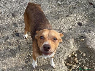 Meticcio cani MEMOLE CANGU TAGLIA PICCOLA - Annuncio 20