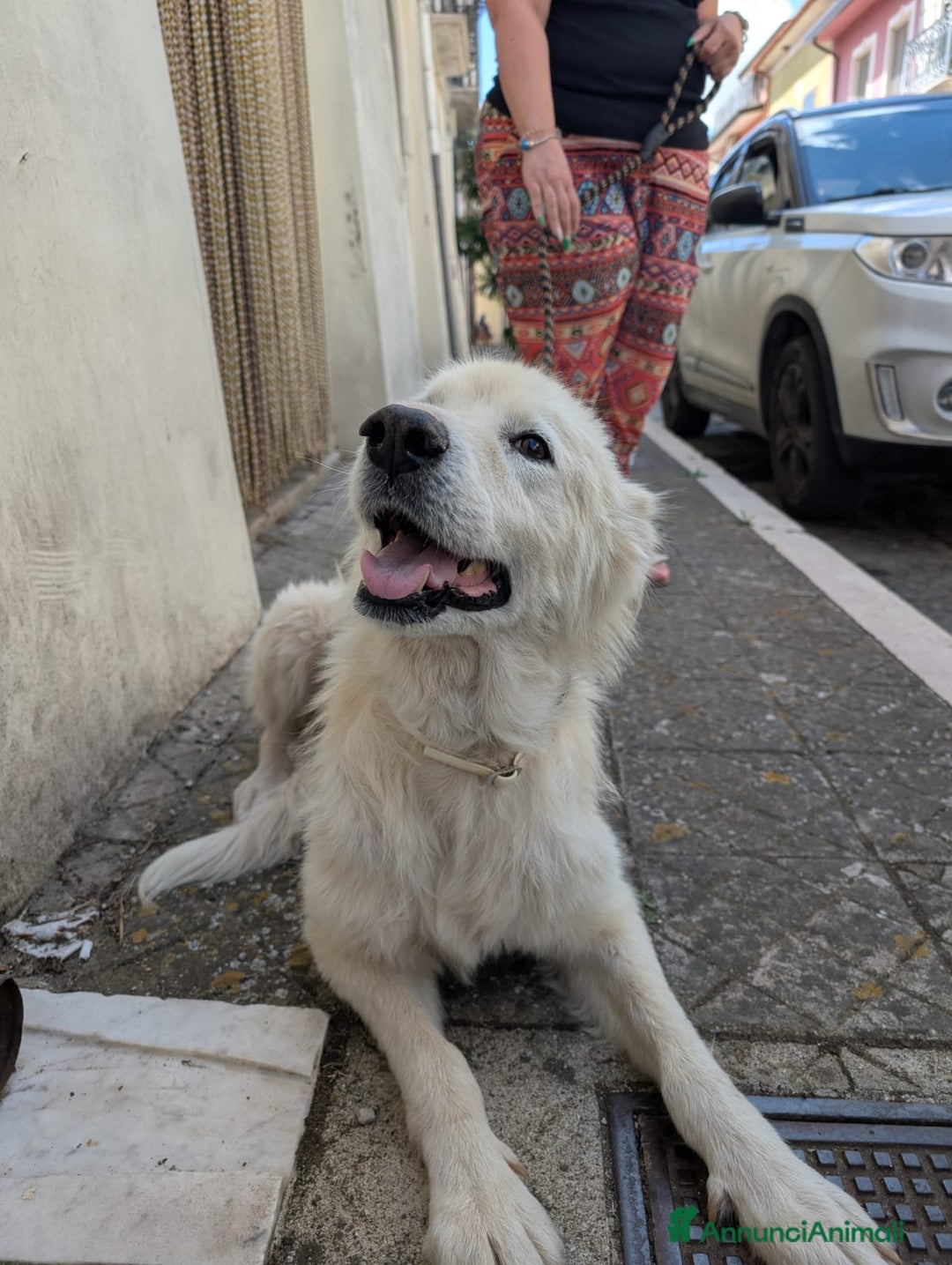 Meticcio cani in regalo: FABIANA MIX MAREMMANO - Annuncio 13