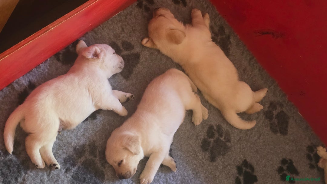 Labrador cani in vendita: Cuccioli Labrador  a Provincia di Perugia - Immagine 17