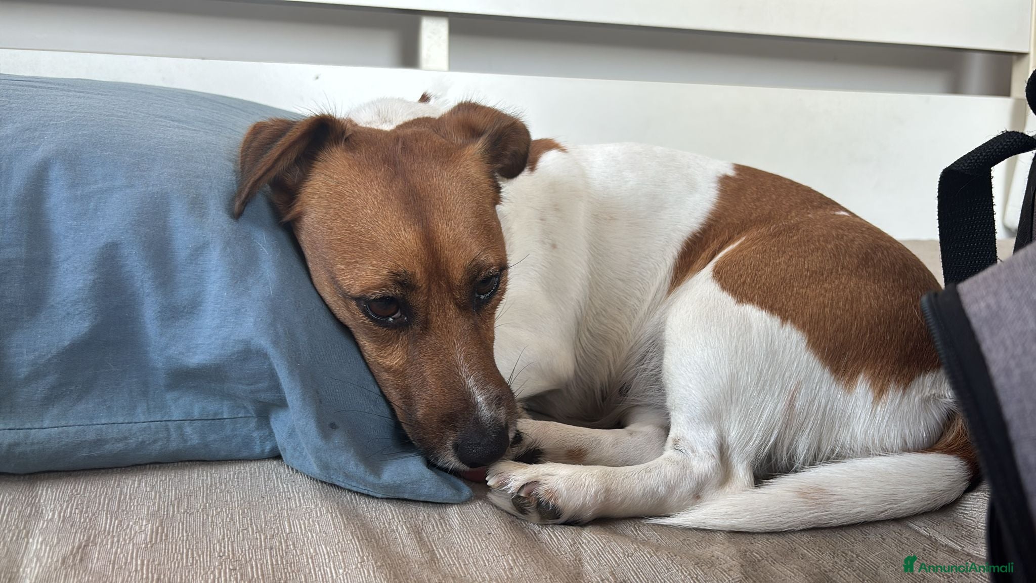 Jack Russell cani Vendo cuccioli jack russel - Annuncio 1