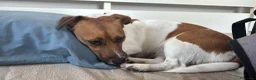 Jack Russell cani in vendita: Vendo cuccioli jack russel a Provincia di Monza e della Brianza - Annuncio 1