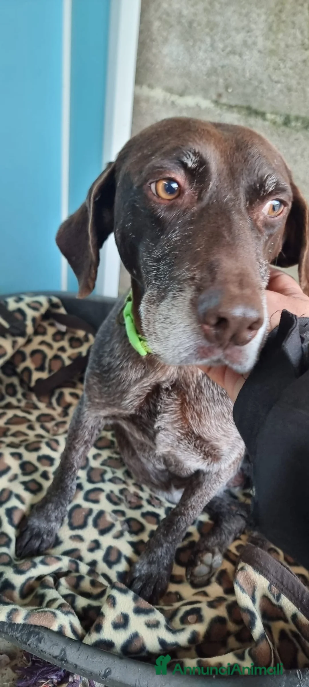 Bracco cani in regalo: LUNA 🩷 - una brachetta buona, affettuosa e dolce a Provincia di Pavia - Annuncio 3