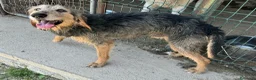 Segugio cani in regalo: Athos 5 anni segugio pelo ruvido - Annuncio 2