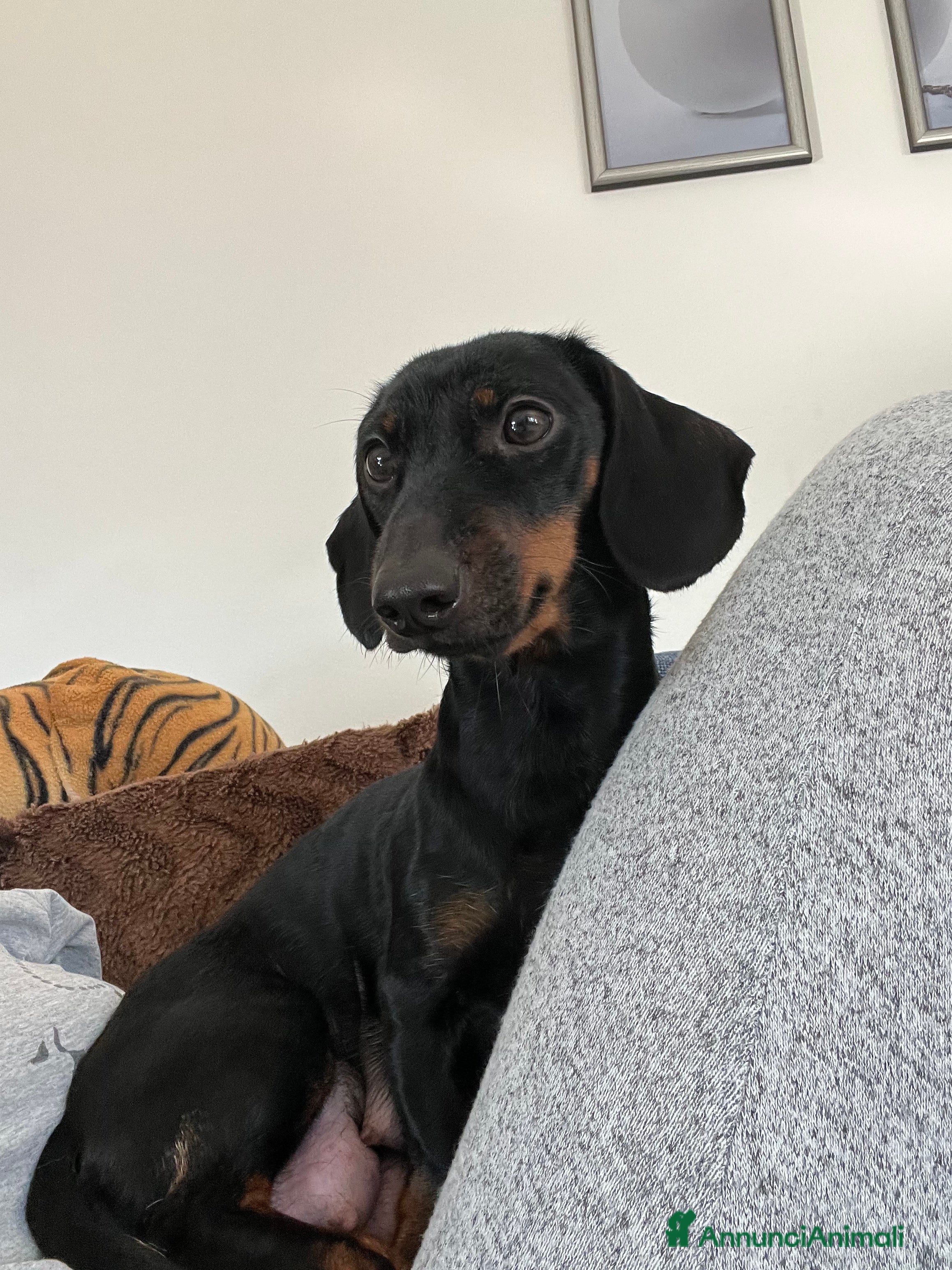 Bassotto cani Cuccioli bassotto  - Annuncio 1