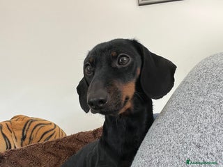 Bassotto cani Cuccioli bassotto - Annuncio 1