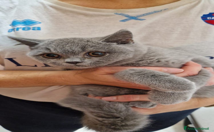 British gatti - Annuncio 8