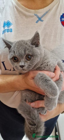 British gatti - Annuncio 5