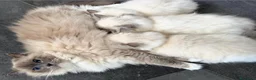 Ragdoll gatti in vendita: Bellissimi cuccioli di ragdoll - Annuncio 12