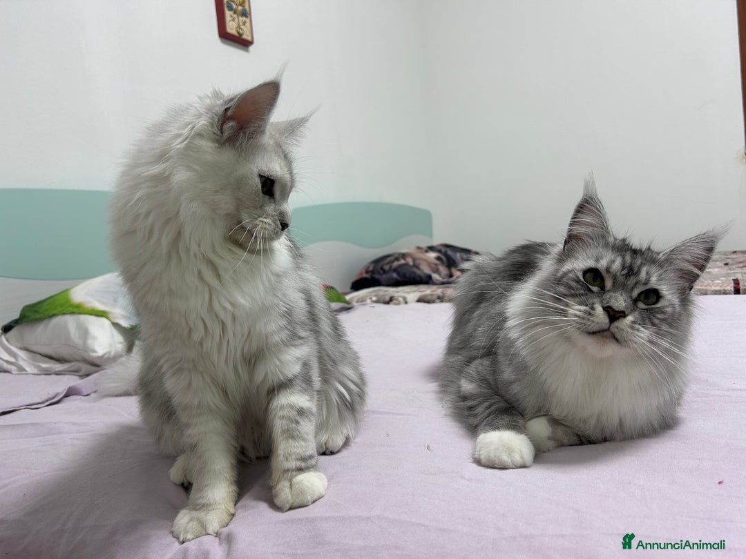 Maine Coon gatti in vendita: Femmina Maine Coon shaded - Annuncio 4