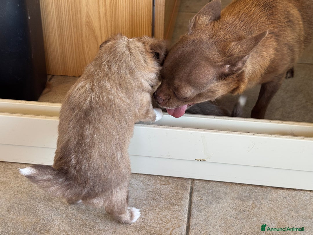 Chihuahua cani in vendita: Cuccioli di chihuahua  a Città metropolitana di Milano - Immagine 19