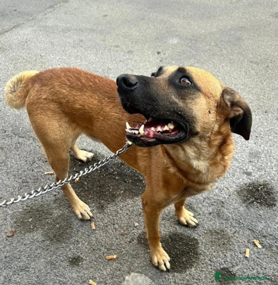 Meticcio cani in regalo: 3anni color miele entrato cucciolo in box!!SICILIA a Città metropolitana di Milano - Annuncio 3