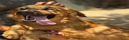 Meticcio cani in regalo: 11 mesi, carattere splendido  - Annuncio 3