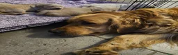 Golden Retriever cani in vendita: Cucciole Golden Retriever  - Annuncio 14