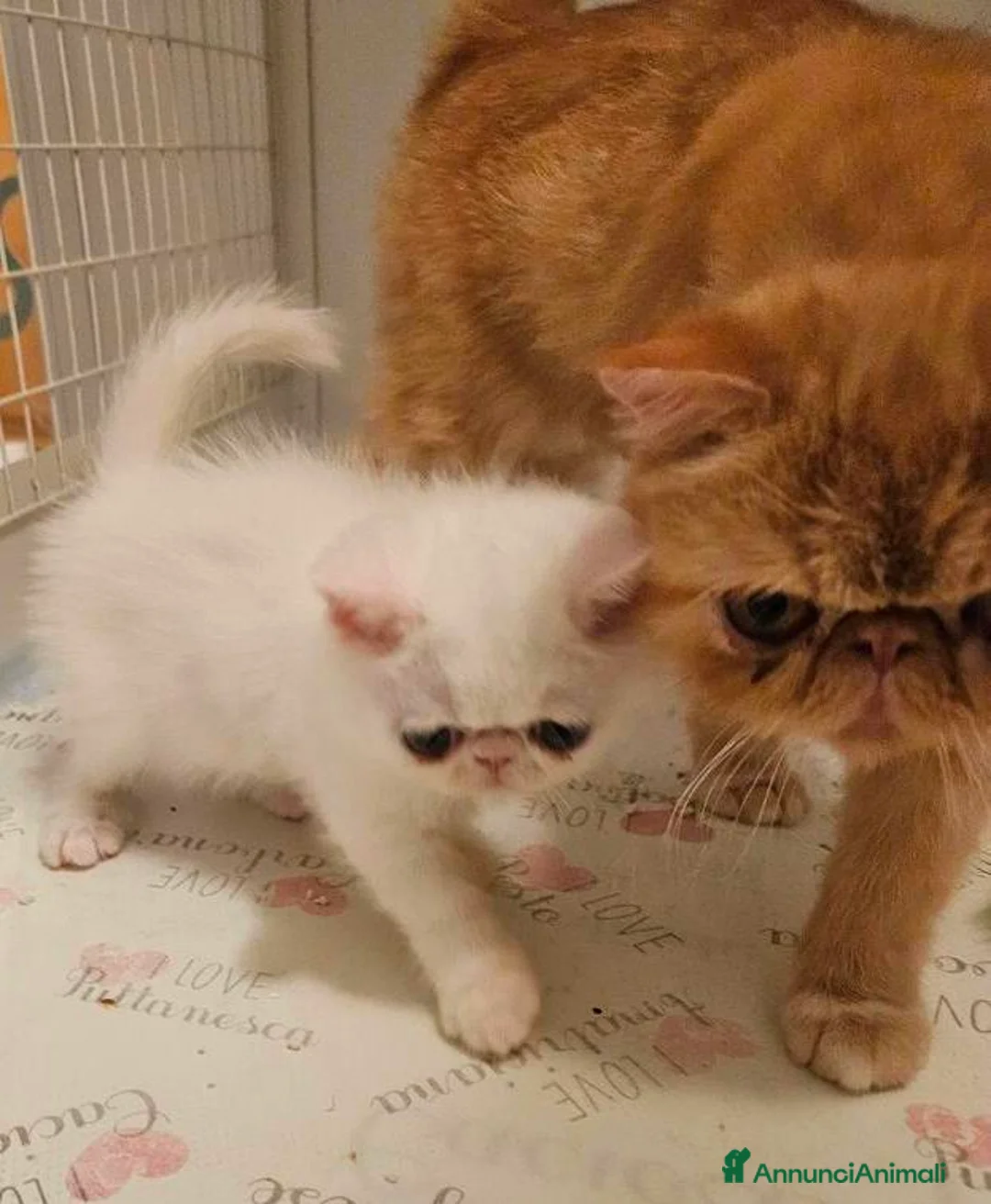 Exotic Shorthair gatti in vendita: GATTINI EXOTIC SHORTHAIR  a Provincia di Monza e della Brianza - Annuncio 2